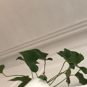 Meet your Posher, Elaine